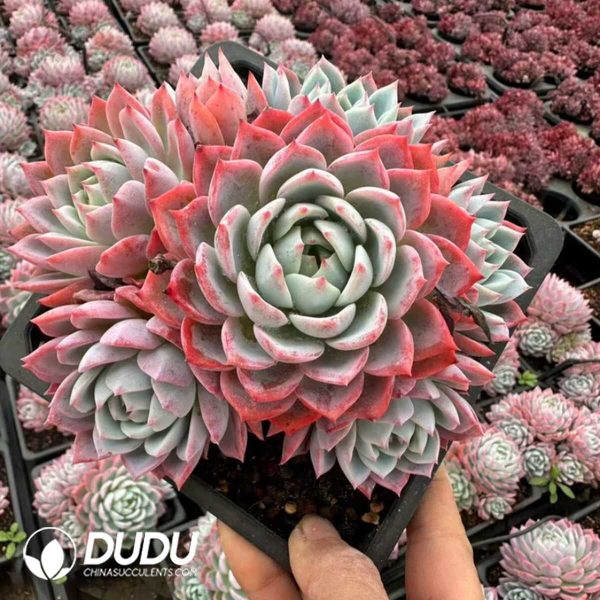 Echeveria Milk Puff - Image 2