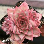 Echeveria Peony Fairy - Image 2