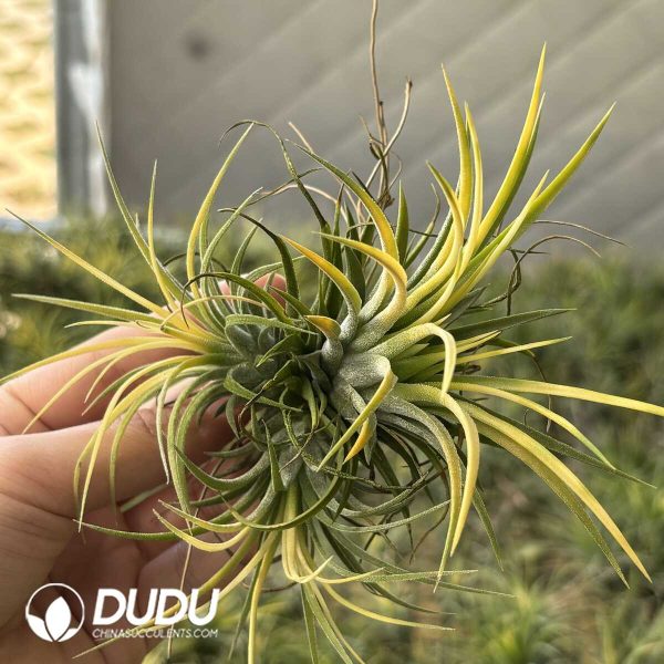 Tillandsia ionantha Druid Clustering - Image 2