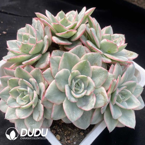 Echeveria Creamy Peach Variegated Clustering - Image 2