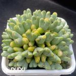 Conophytum Huge Bilobum Clustering - Image 2