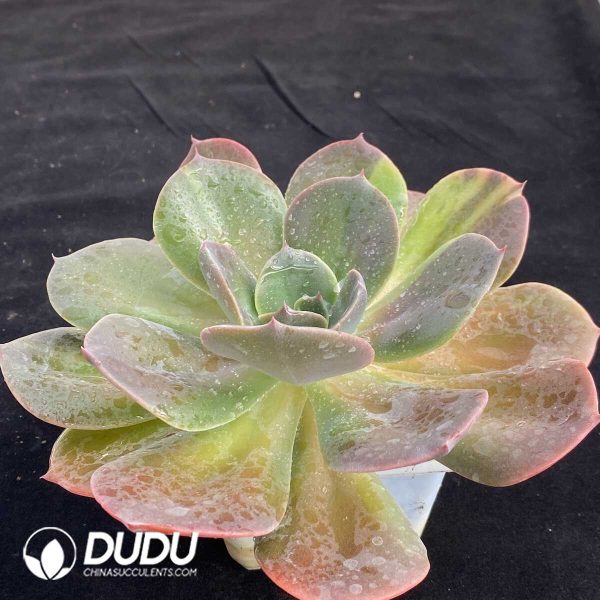 Echeveria Blumenthal Variegated - Image 2