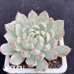 Echeveria Queen Rose Variegated - Image 2