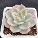 Echeveria Elizabeth Variegated - Image 2