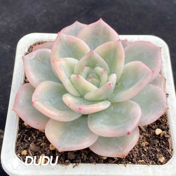 Echeveria Elizabeth Variegated - Image 2