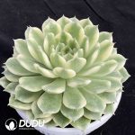 Echeveria Erica Variegated - Image 2