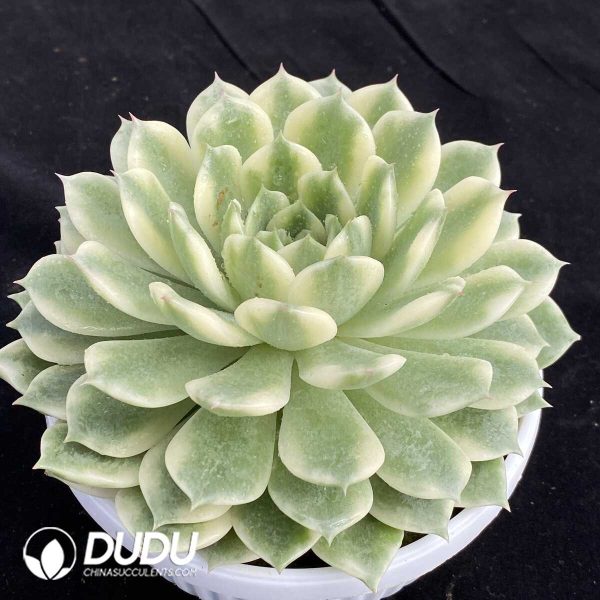 Echeveria Erica Variegated - Image 2