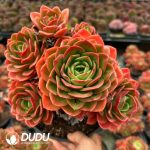 Echeveria Holiday Princess Five Heads+ Clustering - Image 2