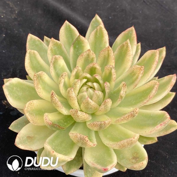 Echeveria Ashina Variegated - Image 2