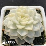 Echeveria Snow Crossbow Vairegated - Image 2