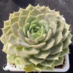 Echeveria Lake Baikal - Image 2