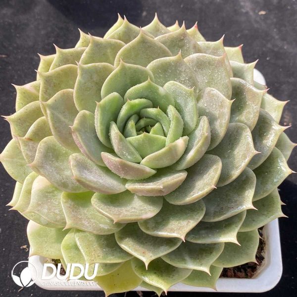 Echeveria Lake Baikal - Image 2