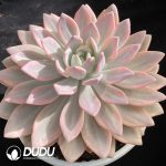 Graptoveria Opalina Variegated Large - Image 2