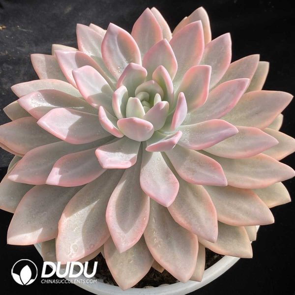 Graptoveria Opalina Variegated Large - Image 2