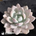 Graptoveria Opalina Monstrose Variegated - Image 2