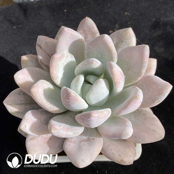 Graptoveria Opalina Monstrose Variegated - Image 2