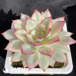 Echeveria Moon Goddess Variegated - Image 2