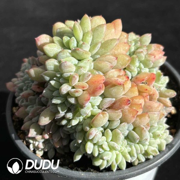 Echeveria Elegans Potosina Cristata - Image 2