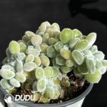 Echeveria Pulvinata Frosty Clustering - Image 2