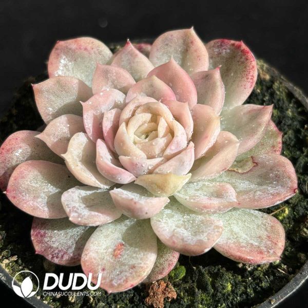Echeveria Mexican Snowball Variegated - Image 2