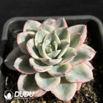 Echeveria Cream Peach Variegated - Image 2