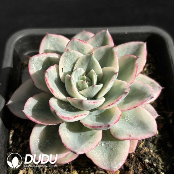 Echeveria Cream Peach Variegated - Image 2