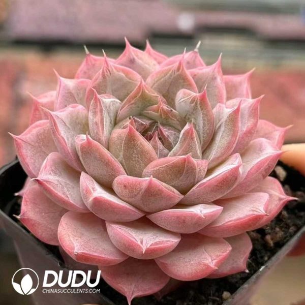 Echeveria Forgetting Night - Image 2