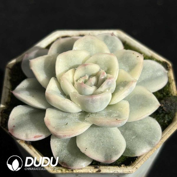 Echeveria Snow Horse Variegated - Image 2
