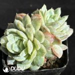 Echeveria Hardes Double Heads - Image 2