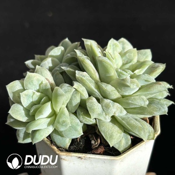 Echeveria Hades Clustering - Image 2