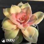 Echeveria Rainbow - Image 2