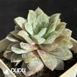 Echeveria Hades - Image 2