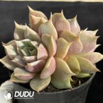 Echeveria Lake Baikal Double Heads - Image 2