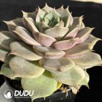 Echeveria Lake Baikal - Image 2