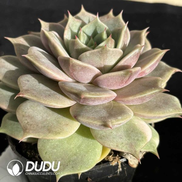 Echeveria Lake Baikal - Image 2