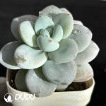 Echeveria Beauty Hybrid - Image 2
