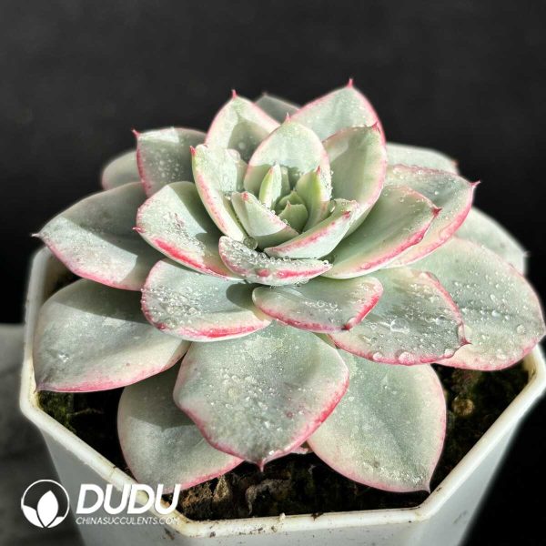 Echeveria Creamy Peach Variegated - Image 2