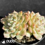 Echeveria Sugar Heart Double Heads - Image 2