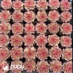 Echeveria Strawberry Bear - Image 2