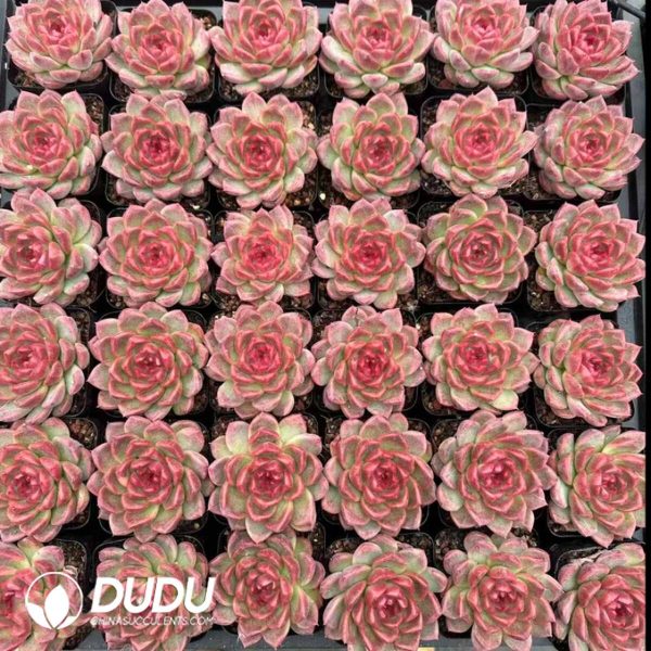 Echeveria Strawberry Bear - Image 2