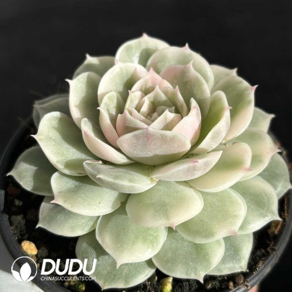 Echeveria Onslow Variegated - Image 2