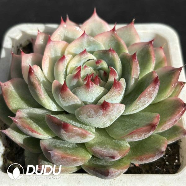 Echeveria Chihuahuaensis Half Variegated - Image 2