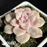 Graptopetalum Pentandrum Variegated Margin - Image 2