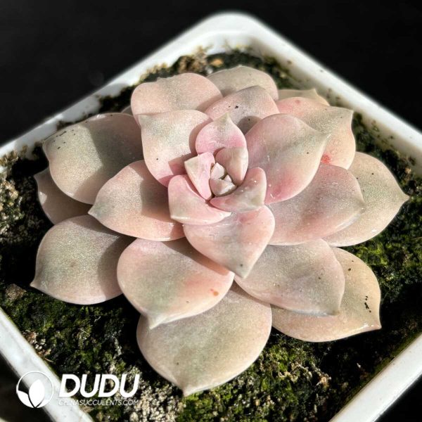 Graptopetalum Pentandrum Variegated Margin - Image 2