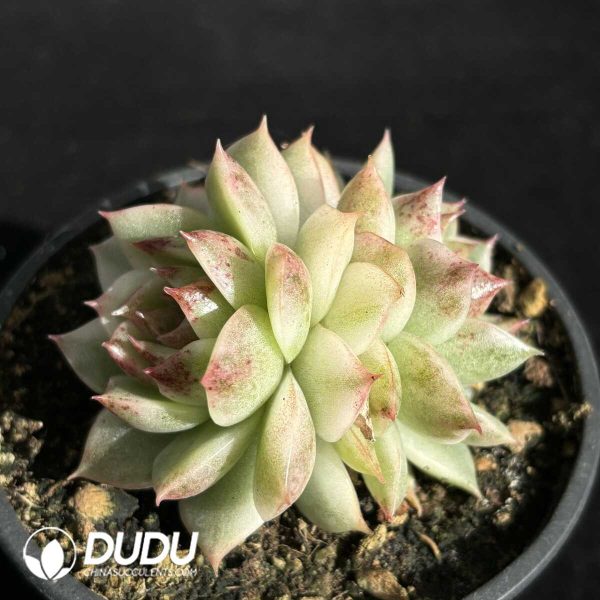 Echeveria Black Crystal Variegated Double Heads - Image 2