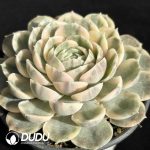 Echeveria Onslow Variegated - Image 2