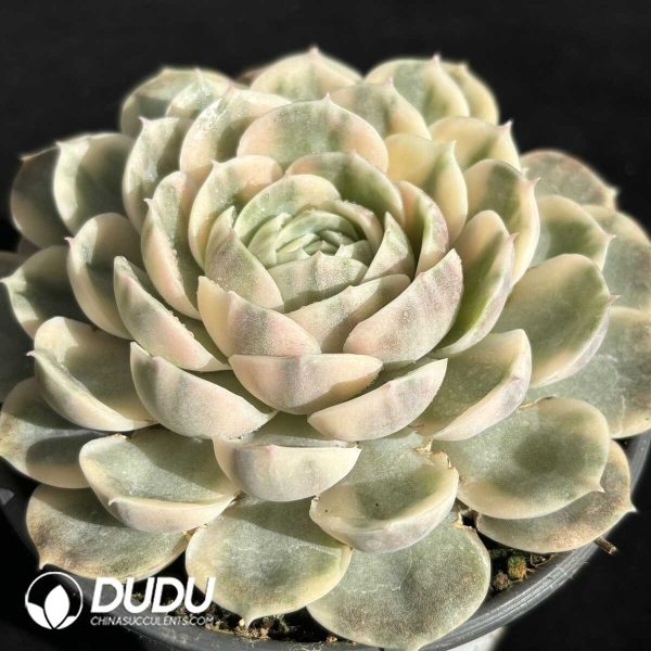 Echeveria Onslow Variegated - Image 2