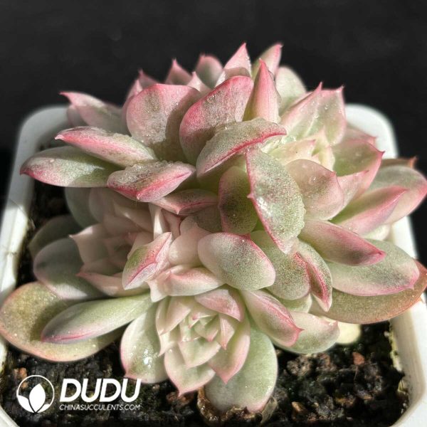 Echeveria Korean Crystal Clustering - Image 2