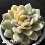 Echeveria Monroe Variegated - Image 2