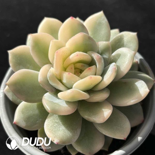 Echeveria Monroe Variegated - Image 2